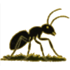 The bug